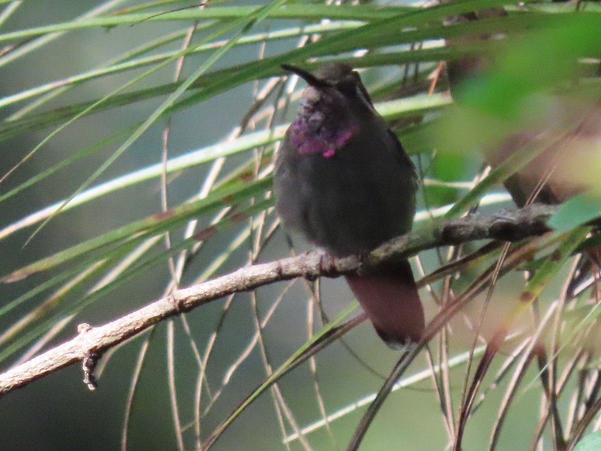 Amethyst-throated Mountain-gem - ML626671461