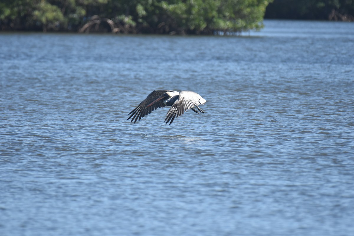 Brown Pelican - ML626671531