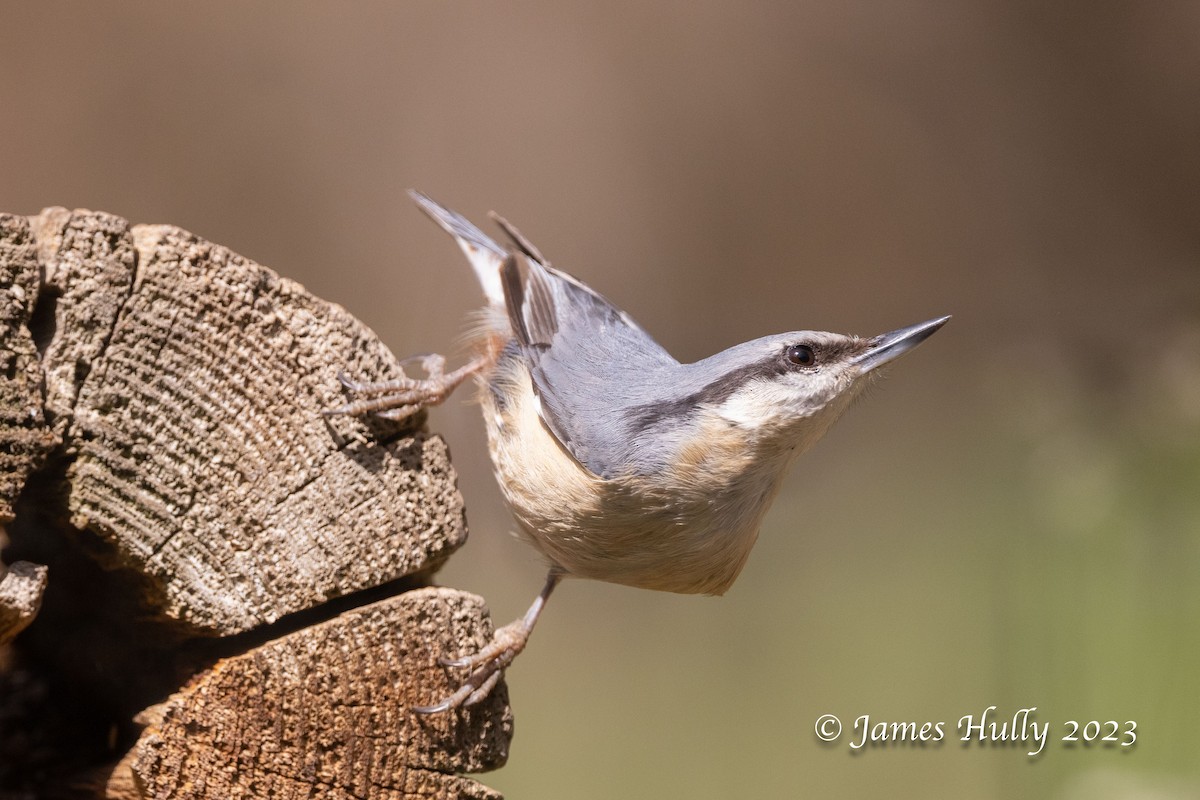 Eurasian Nuthatch - ML626671596