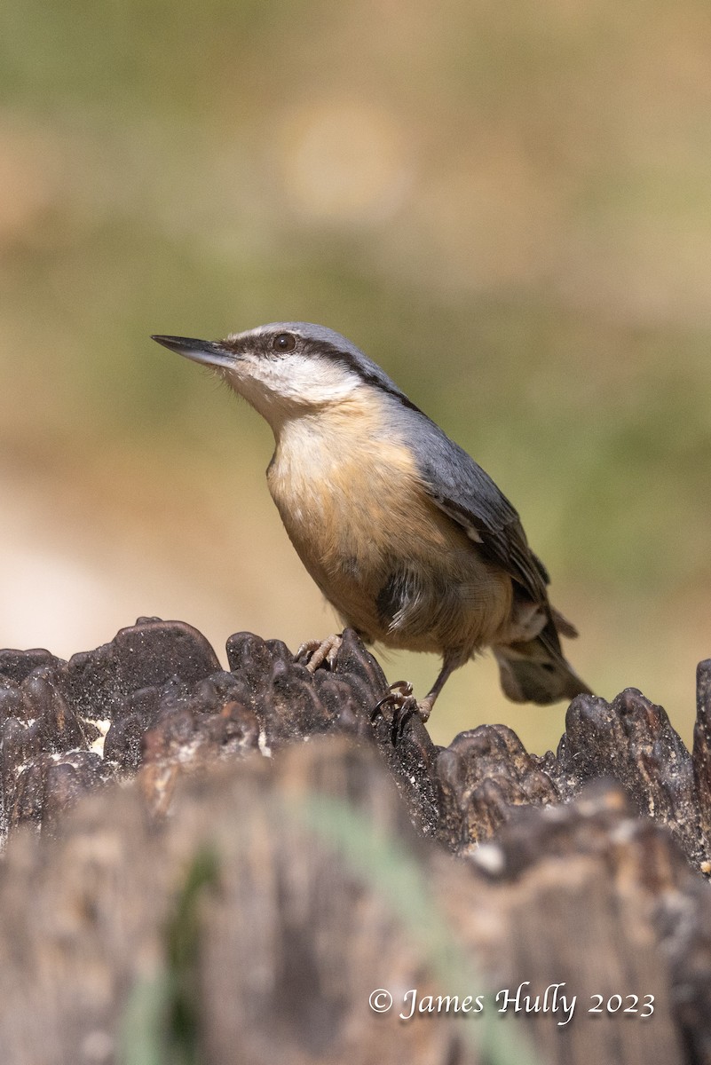 Eurasian Nuthatch - ML626671598