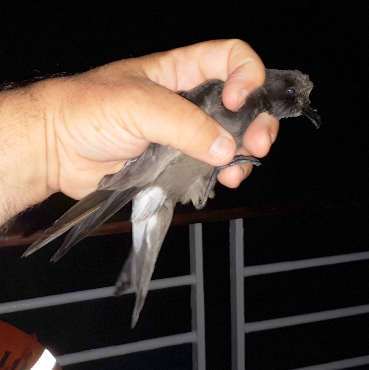 Leach's Storm-Petrel - ML626671601