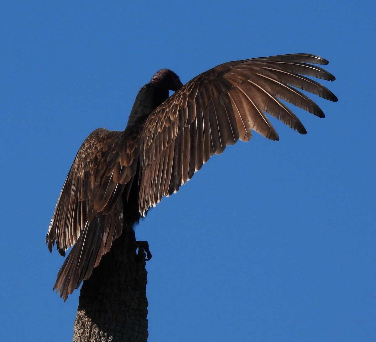 Turkey Vulture - ML626671609