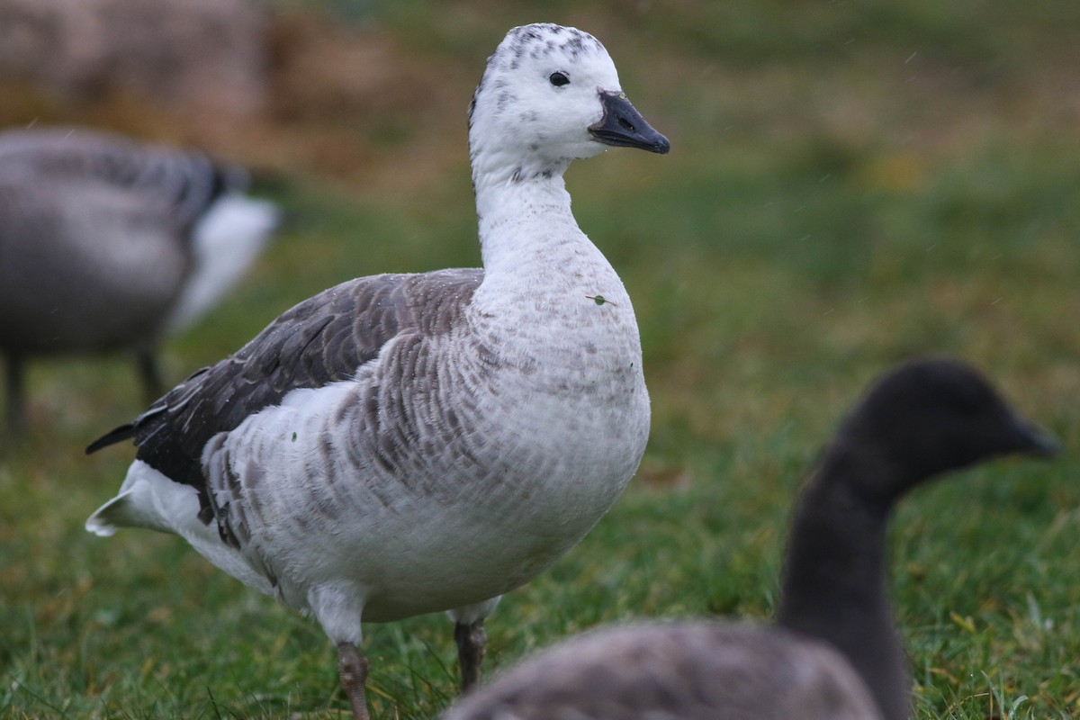 Snow Goose x Brant (hybrid) - Lily Morello