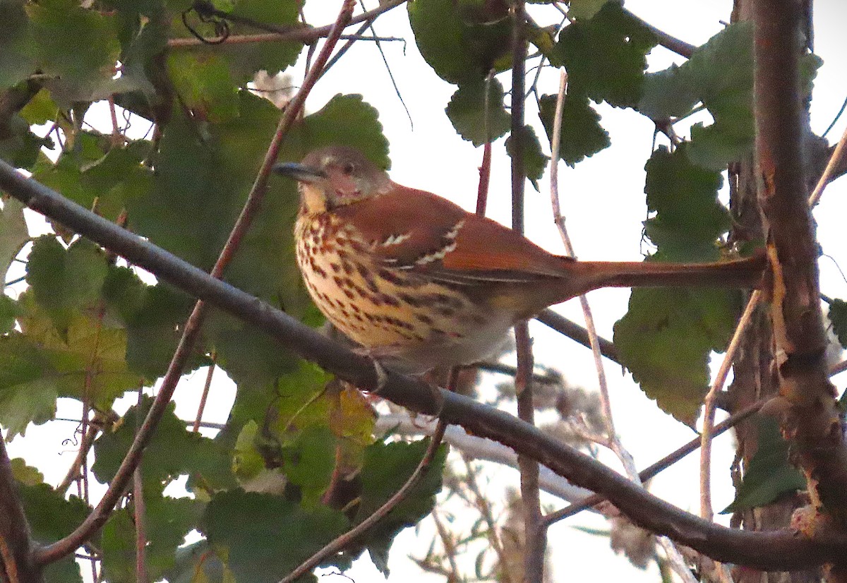 Brown Thrasher - ML626671648