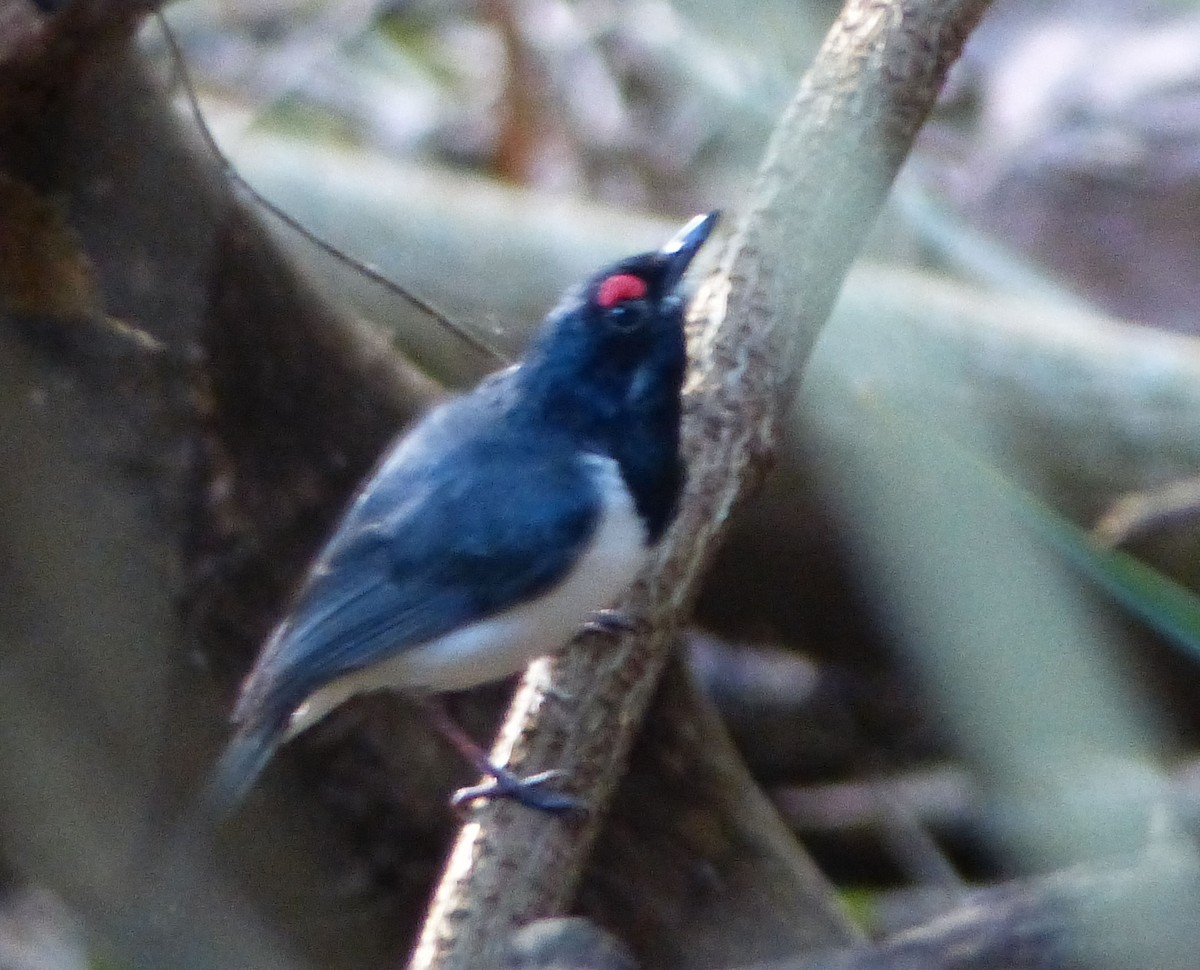 Black-throated Wattle-eye - ML626671669