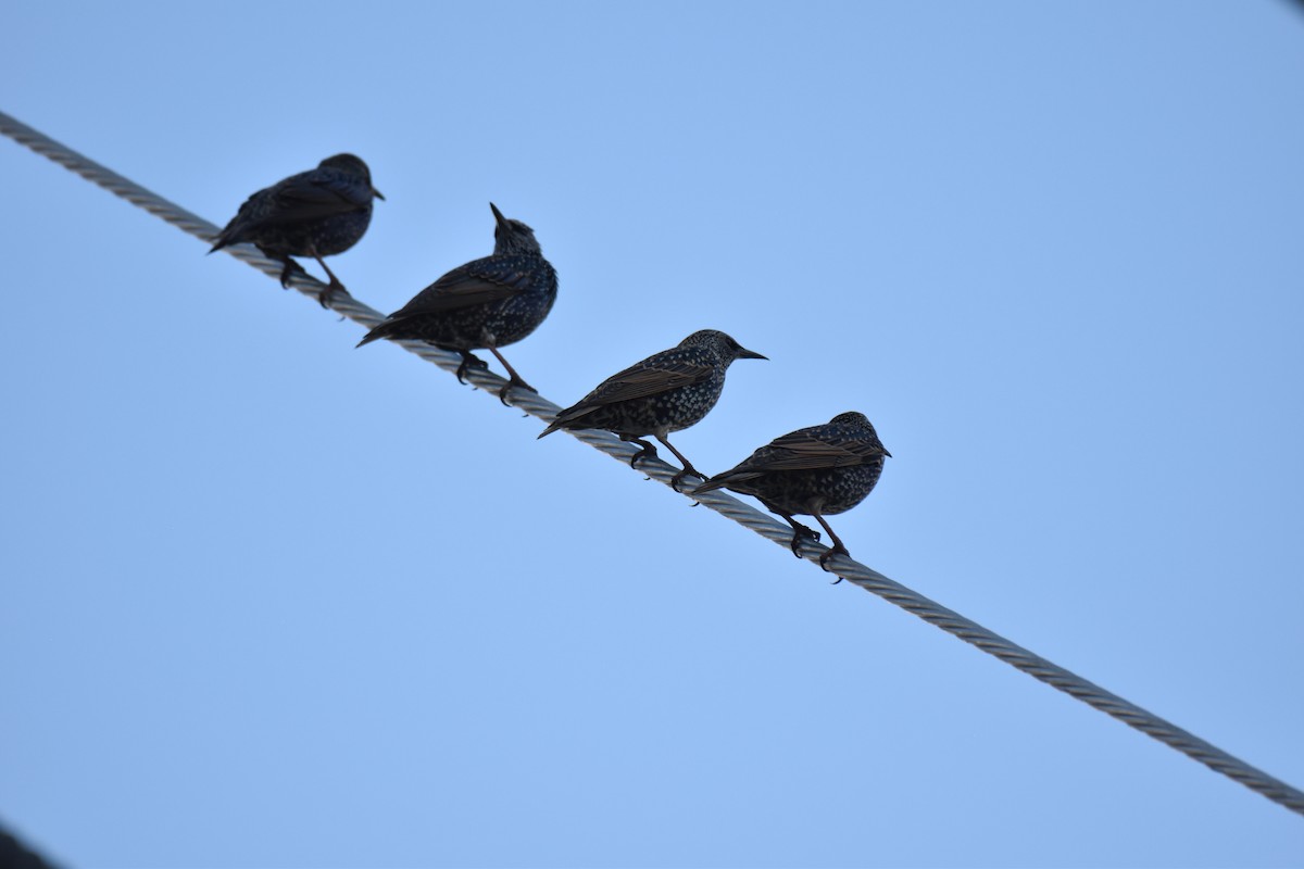 European Starling - ML626671706