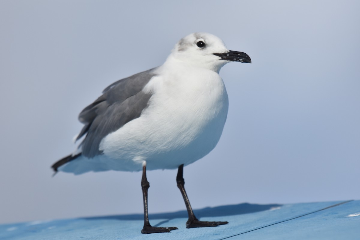 Laughing Gull - ML626671717