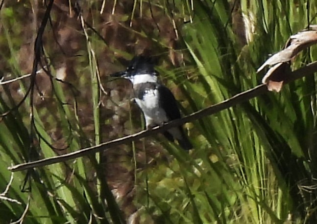 Belted Kingfisher - ML626671839