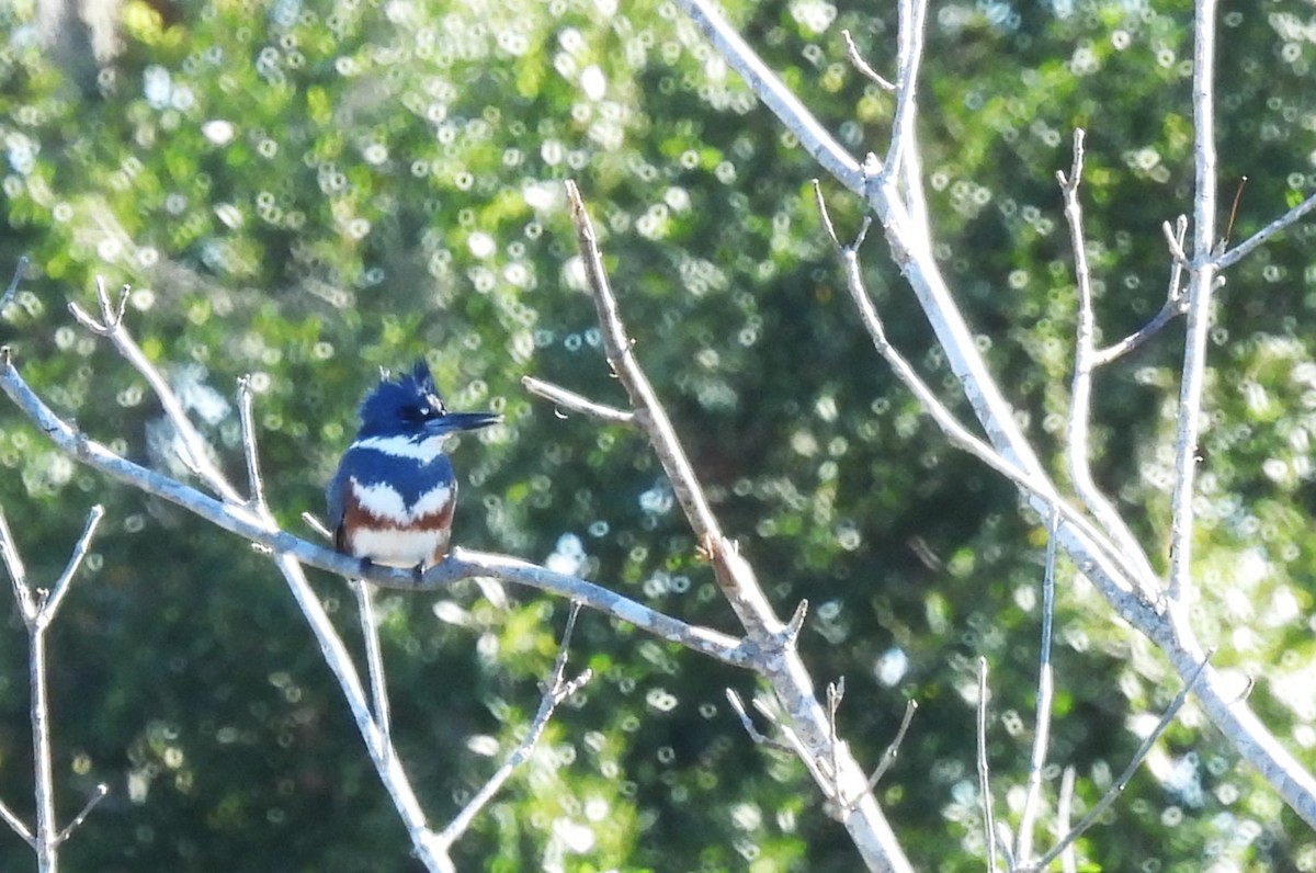 Belted Kingfisher - ML626671841