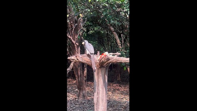 Indian Gray Hornbill - ML626671878