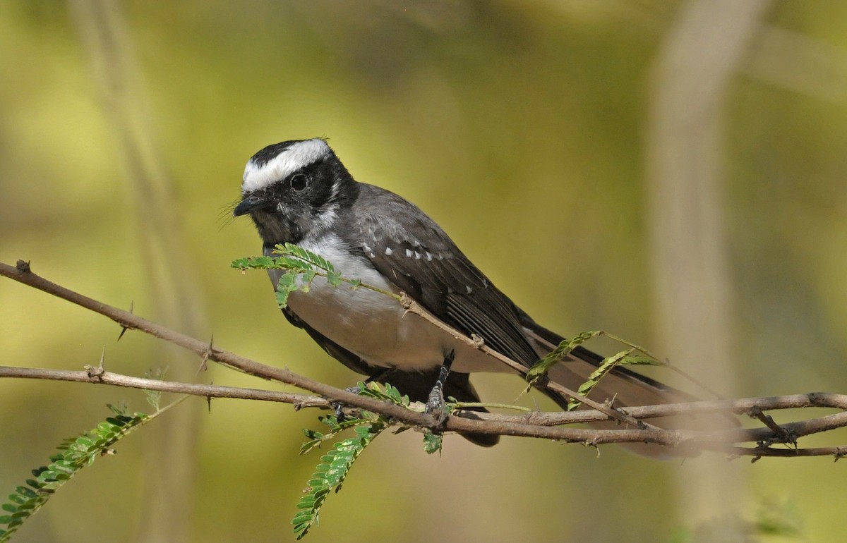 White-browed Fantail - ML626671880
