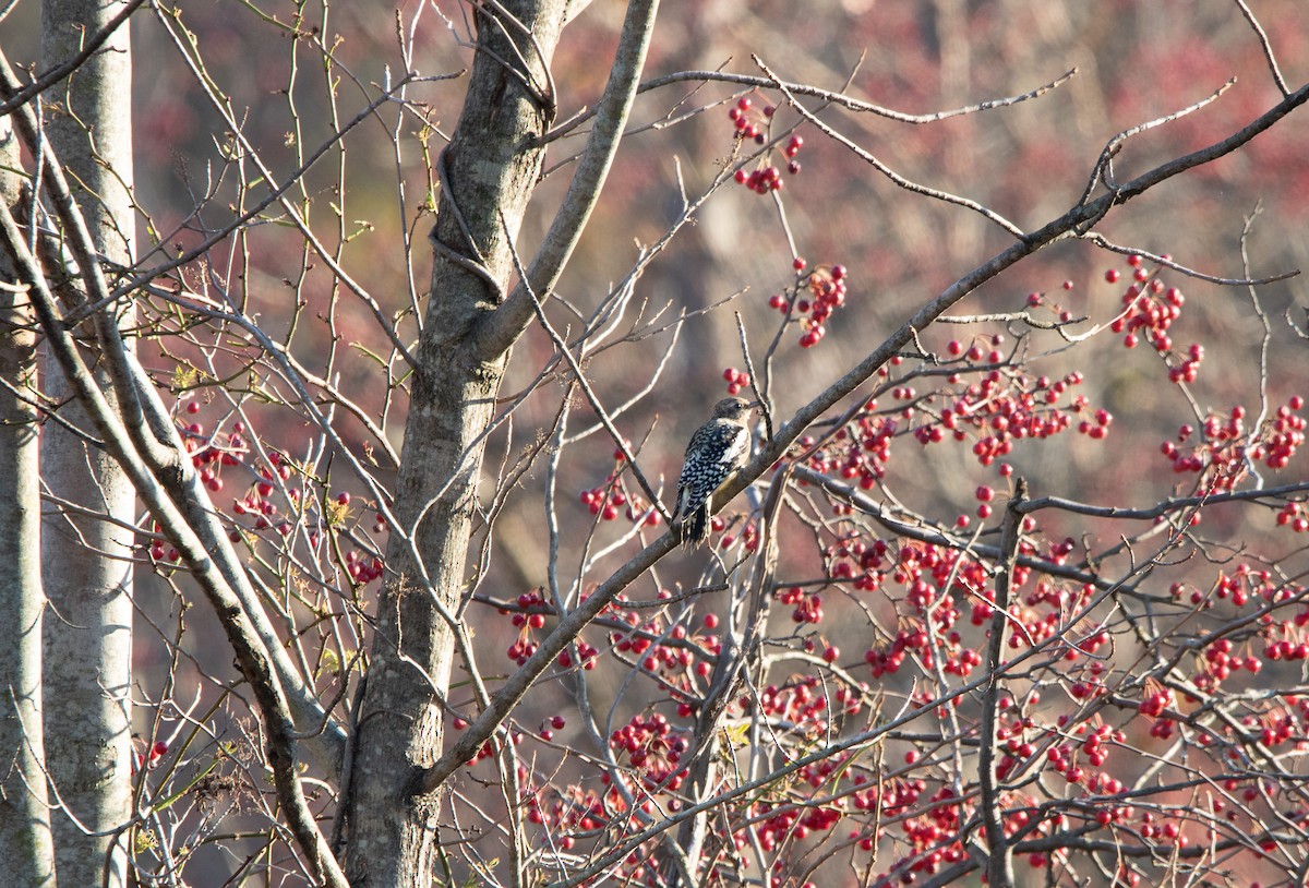 Yellow-bellied Sapsucker - ML626671885