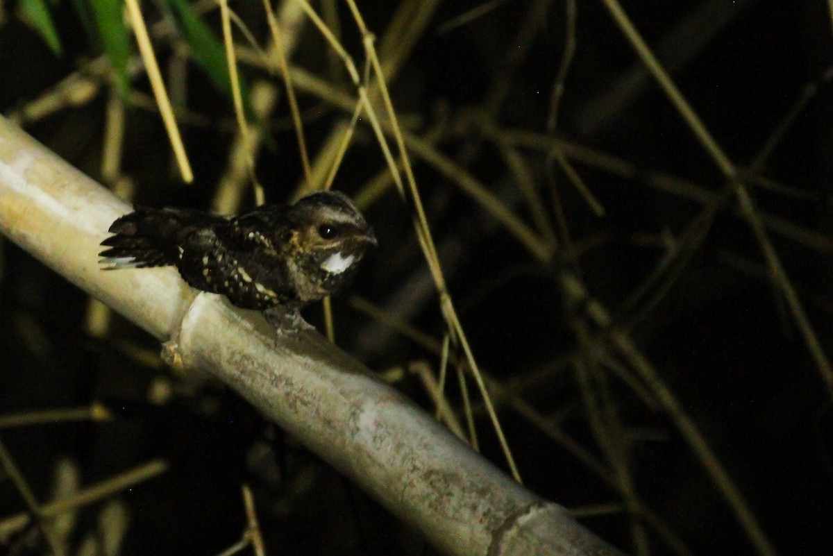 Timor Nightjar - ML626671957