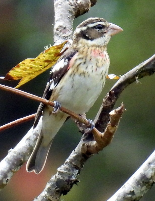 Rose-breasted Grosbeak - ML626672088