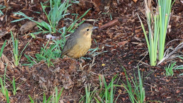 Tawny Antpitta - ML626672200