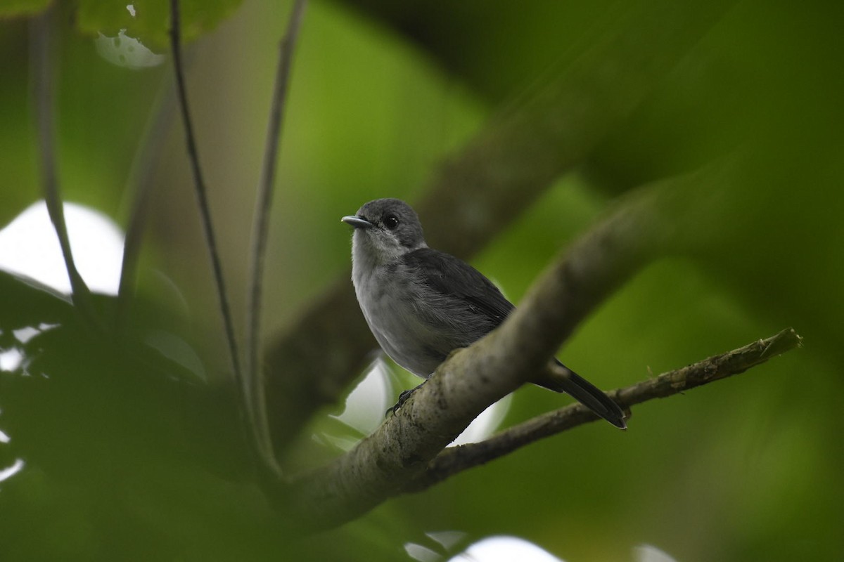Rarotonga Monarch - ML626672274