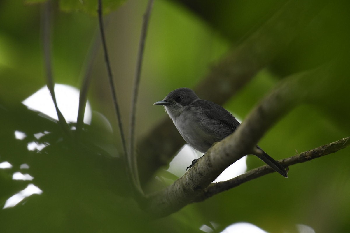 Rarotonga Monarch - ML626672275