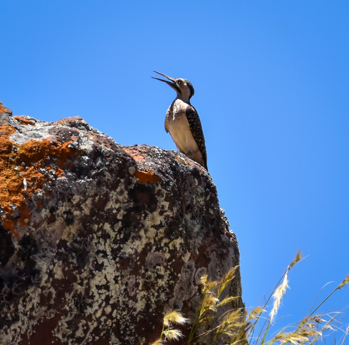 Andean Flicker - ML626672335