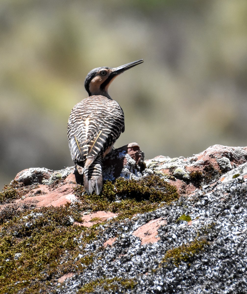 Andean Flicker - ML626672336