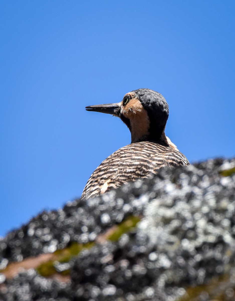 Andean Flicker - ML626672337