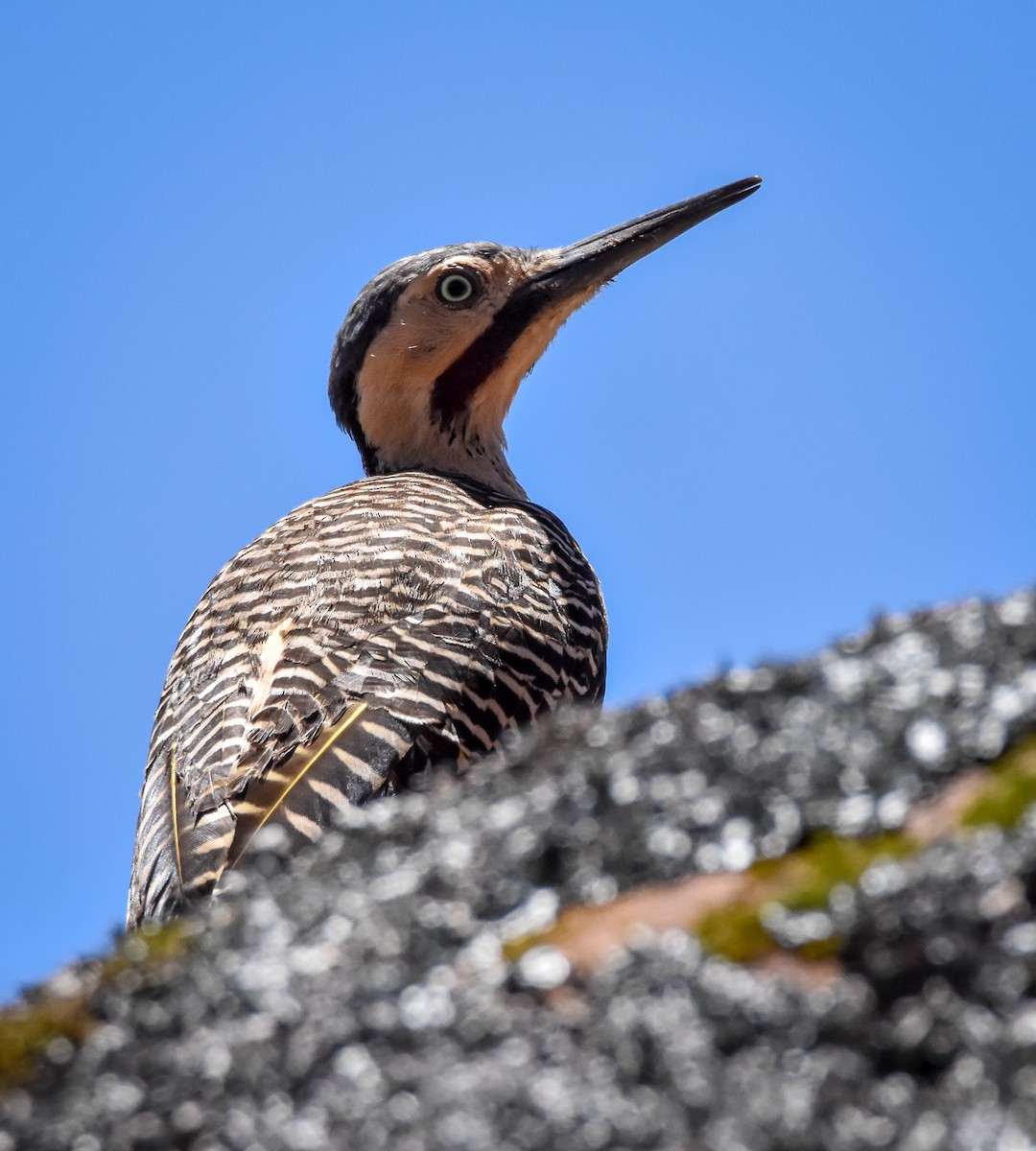 Andean Flicker - ML626672339