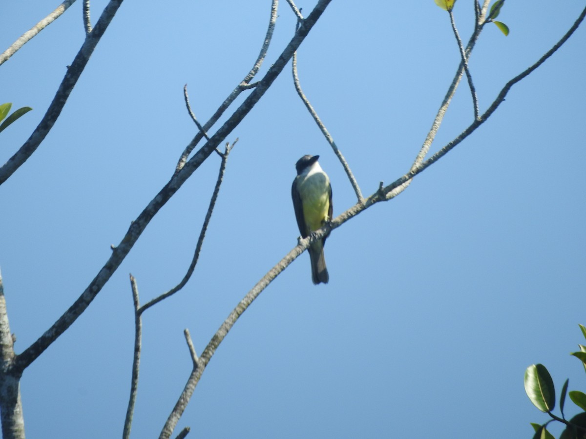 Thick-billed Kingbird - ML626672398