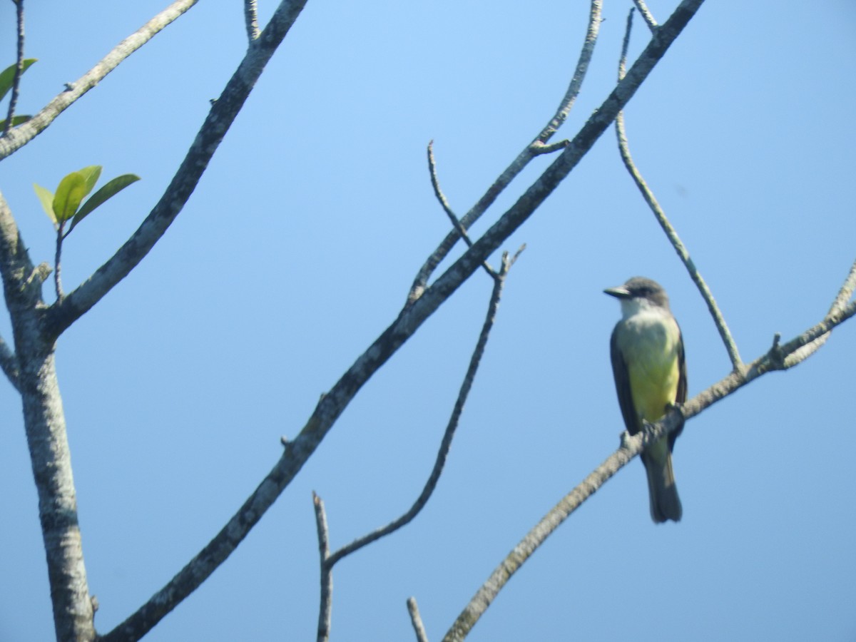 Thick-billed Kingbird - ML626672399