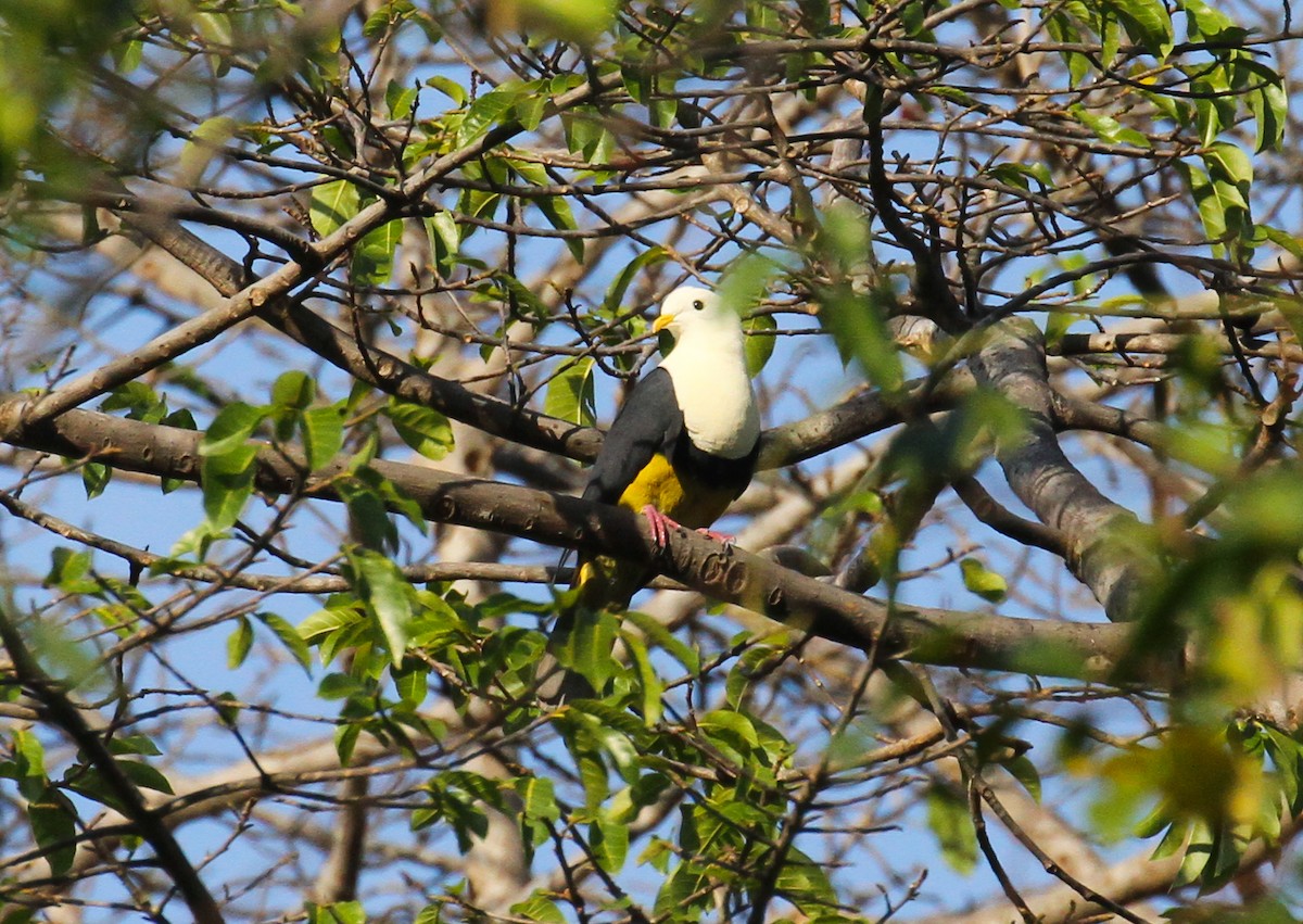Black-backed Fruit-Dove - ML626672440