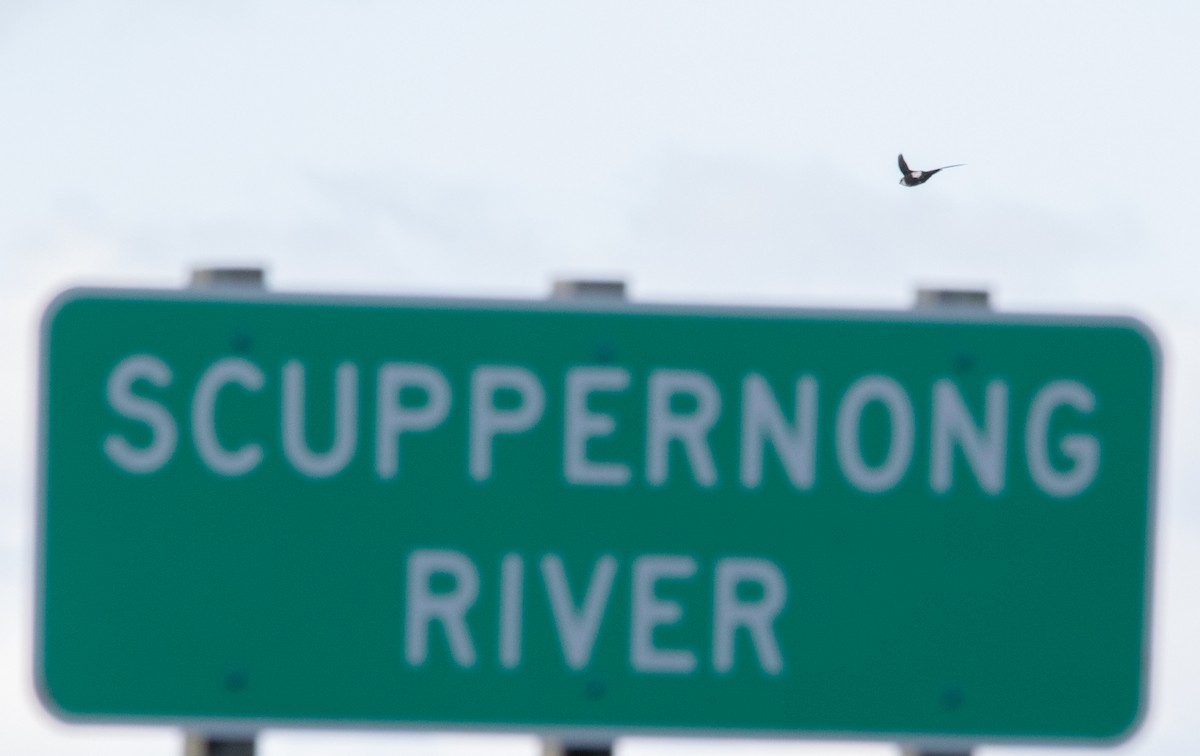 White-throated Swift - ML626672515