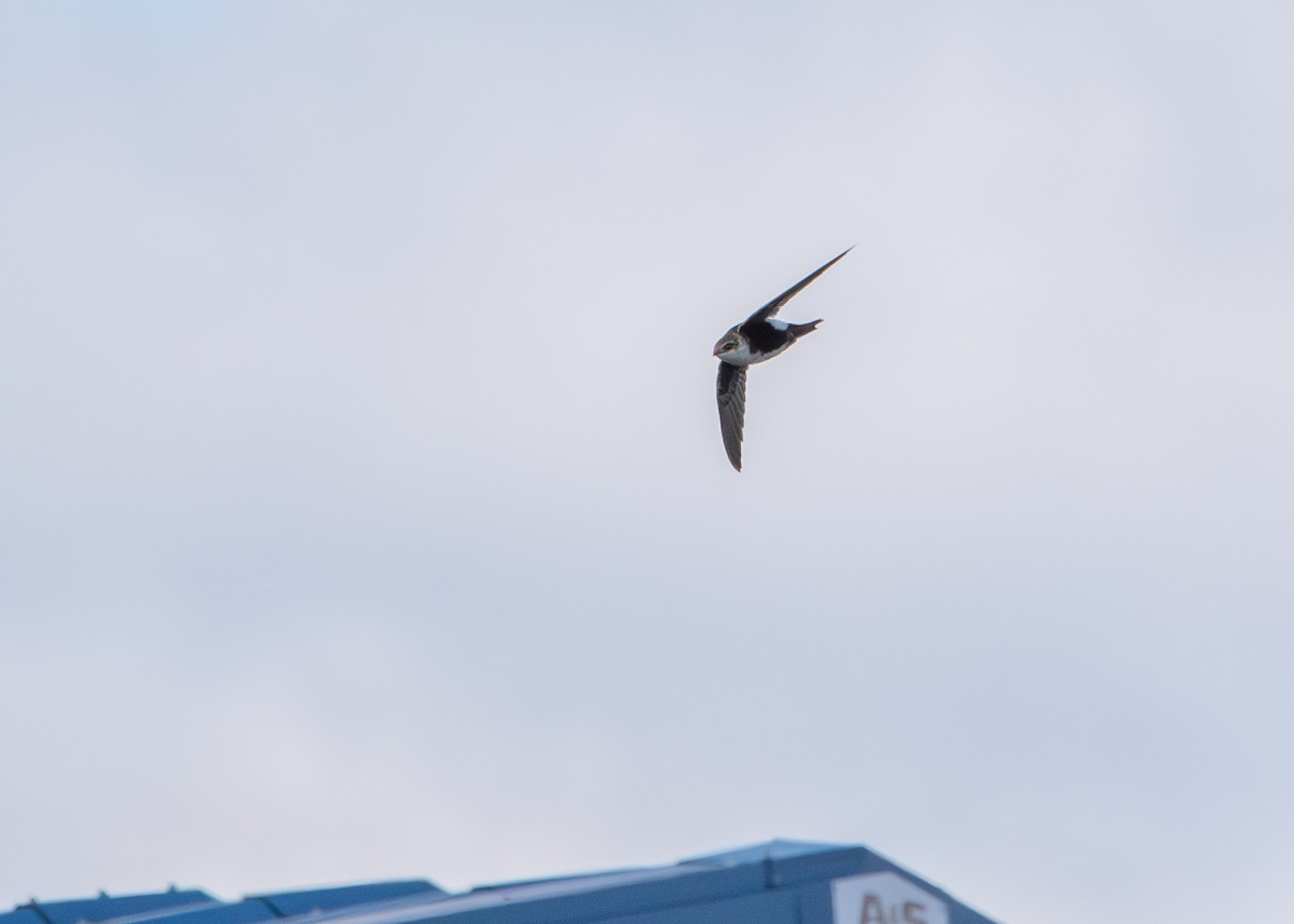 White-throated Swift - ML626672516