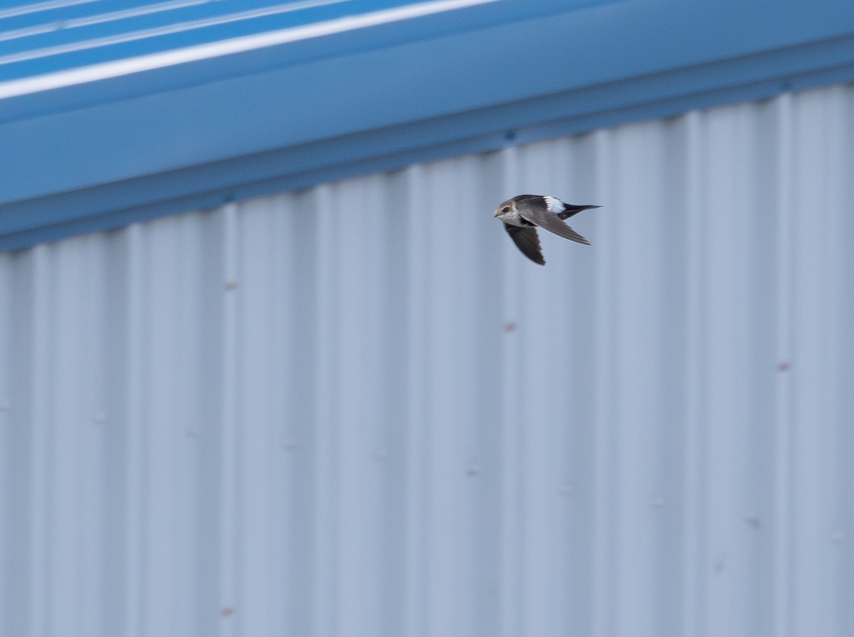 White-throated Swift - ML626672517