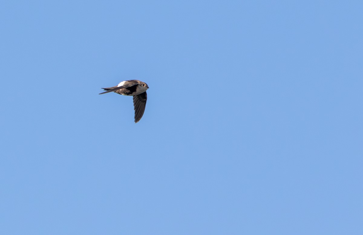 White-throated Swift - ML626672518
