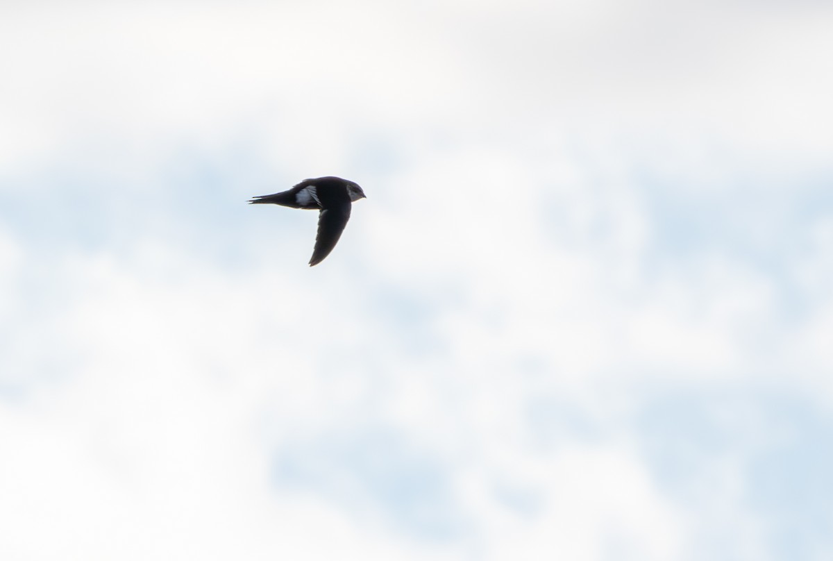 White-throated Swift - ML626672519