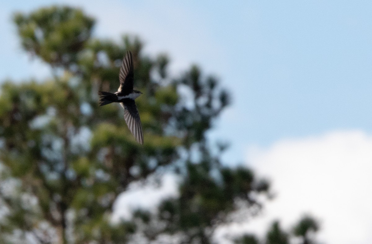 White-throated Swift - ML626672520