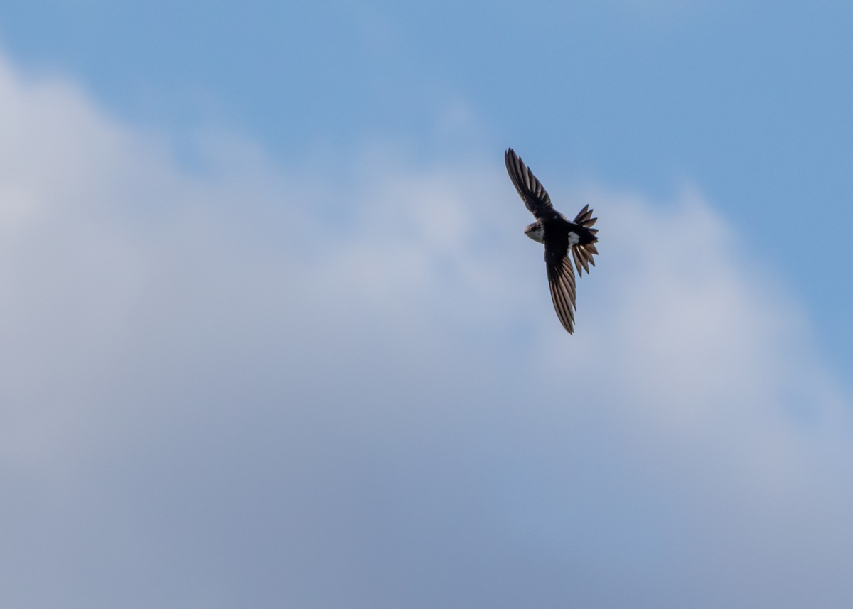 White-throated Swift - ML626672521