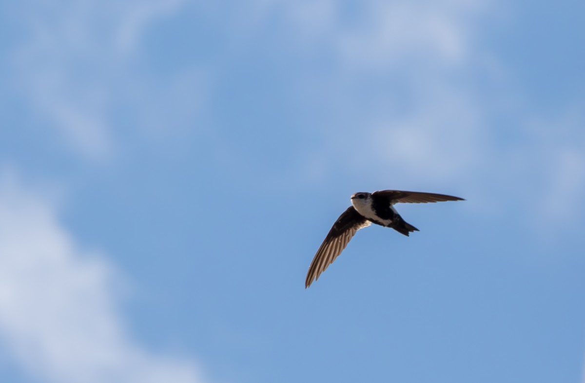 White-throated Swift - ML626672522