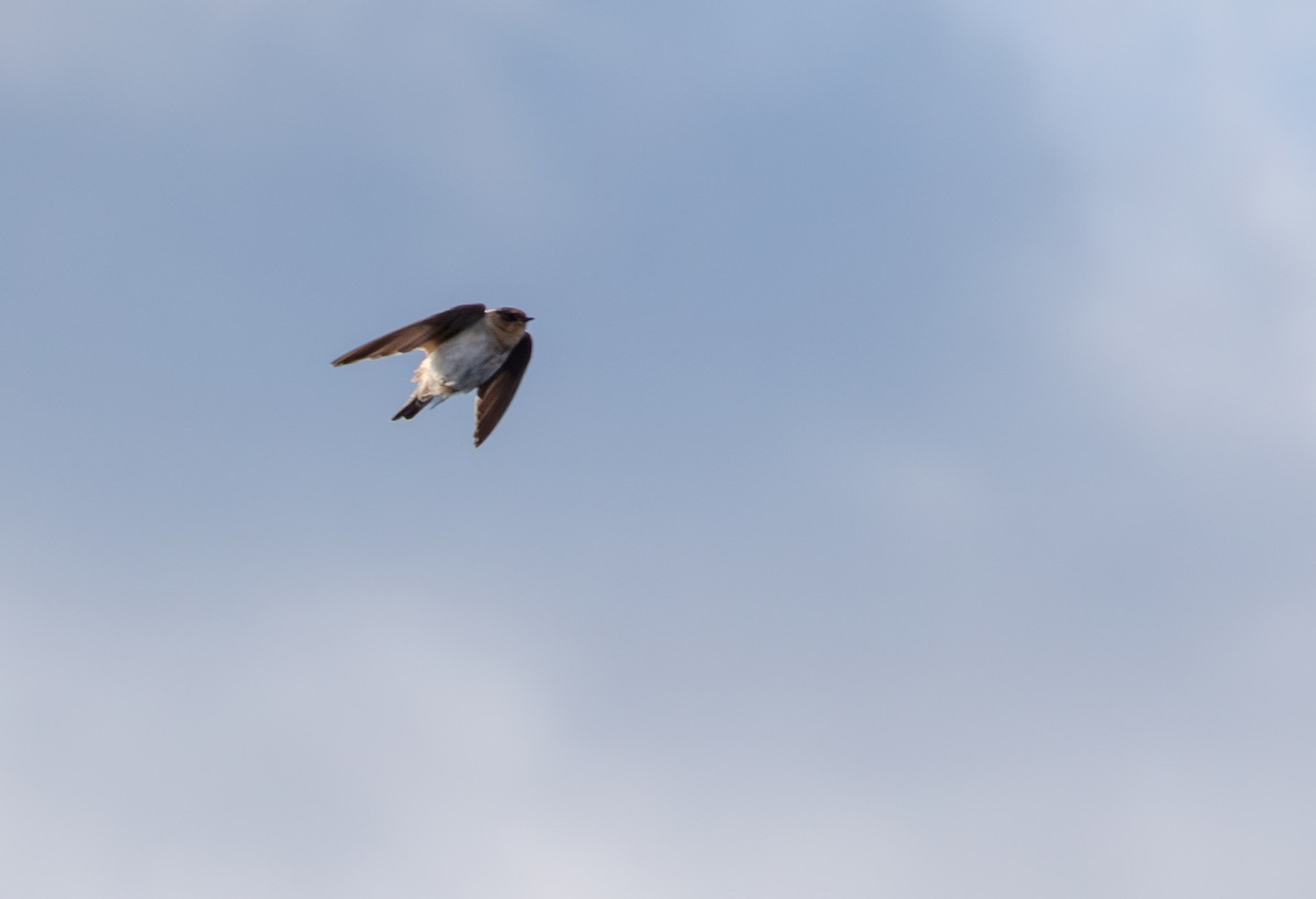 Cave Swallow - ML626672531