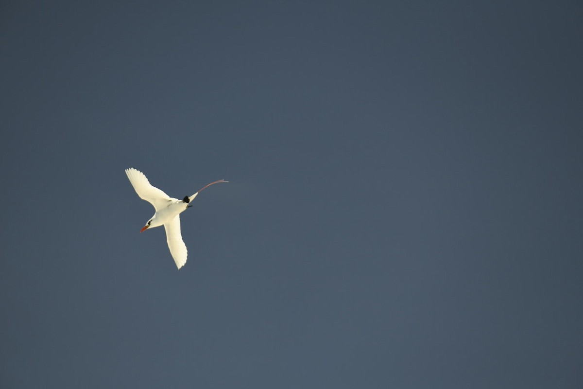 Red-tailed Tropicbird - ML626672564