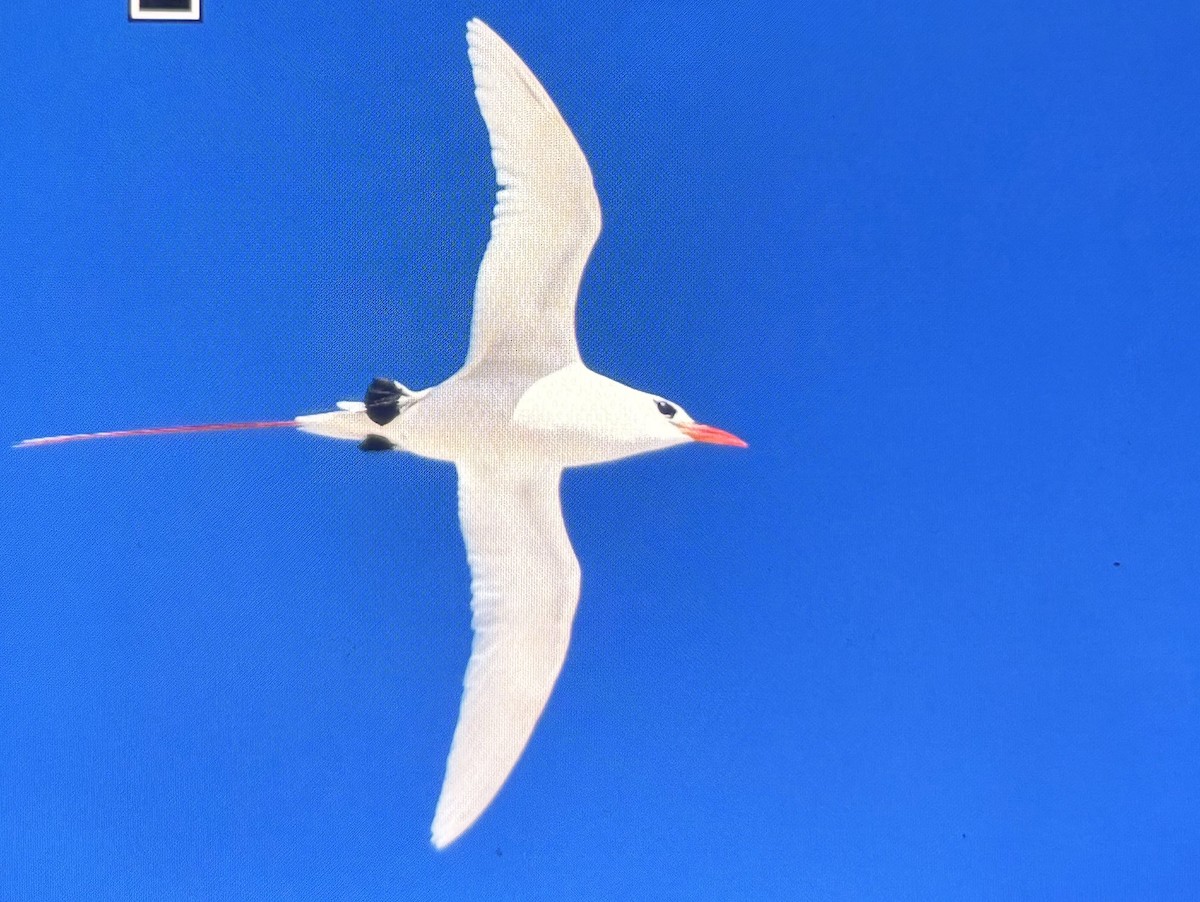 Red-tailed Tropicbird - ML626672608