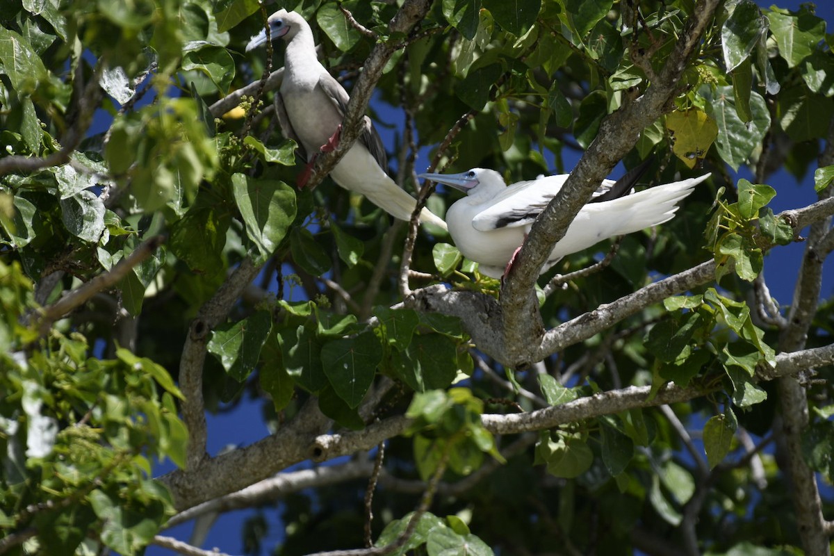 Red-footed Booby - ML626672625