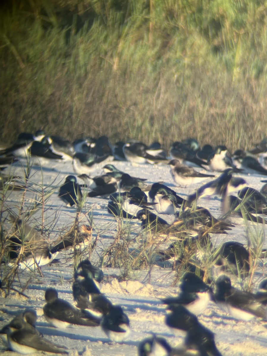 Cave Swallow - ML626672770