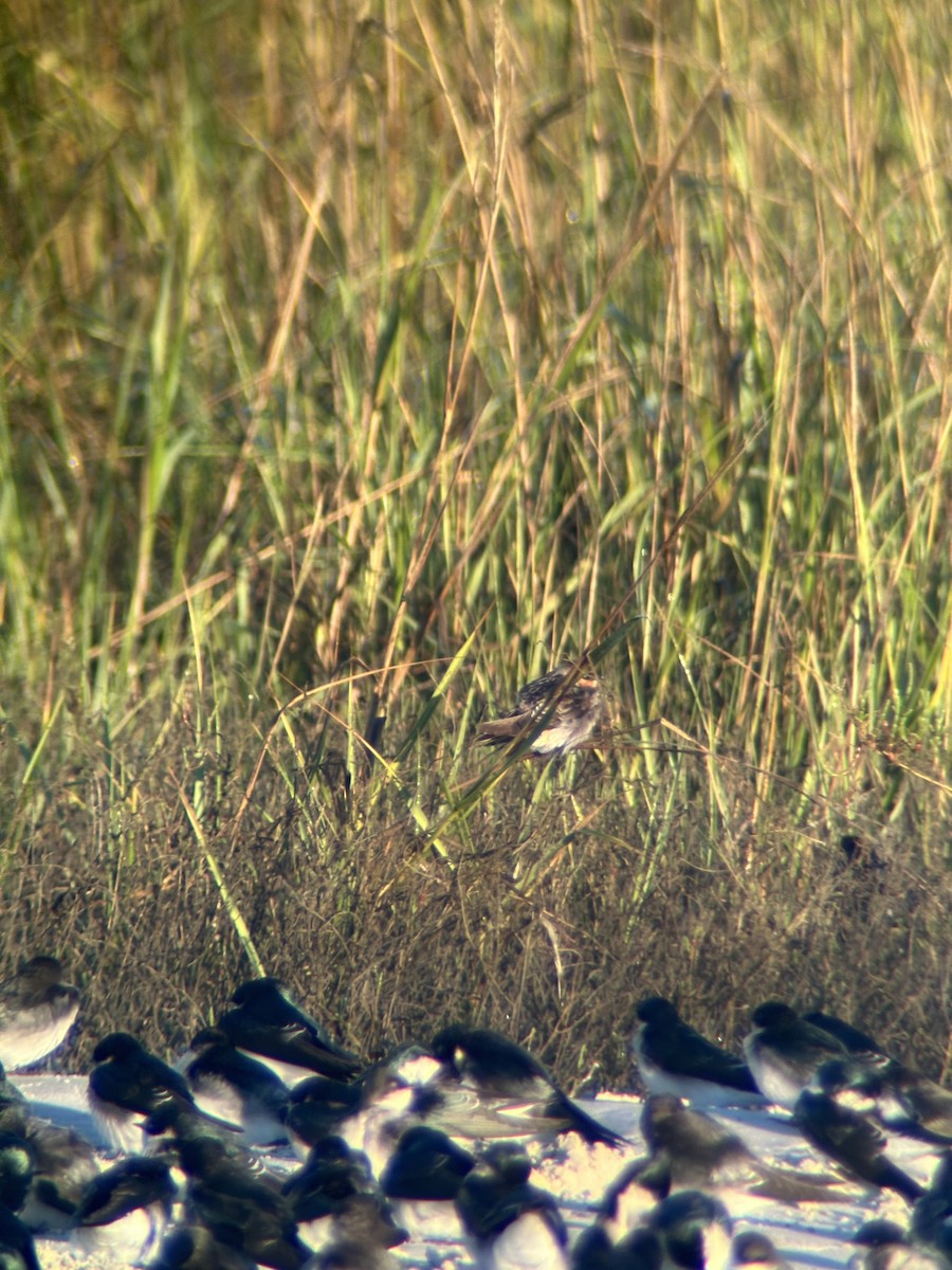 Cave Swallow - ML626672771