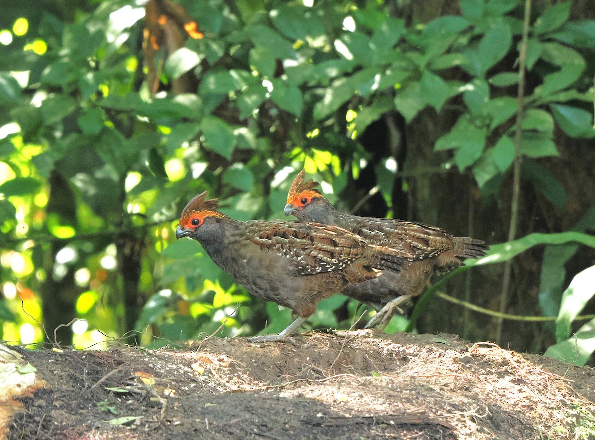 Spot-winged Wood-Quail - ML626672801