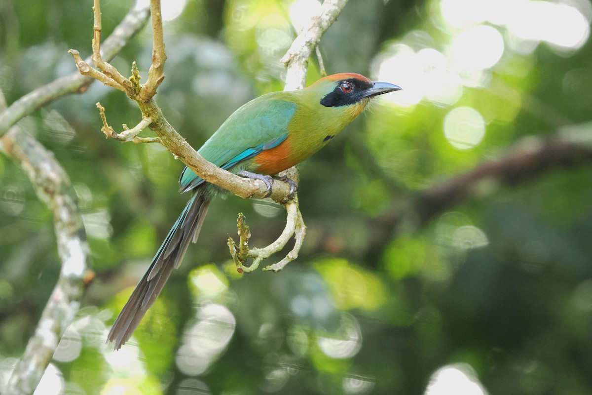 Rufous-capped Motmot - ML626672815