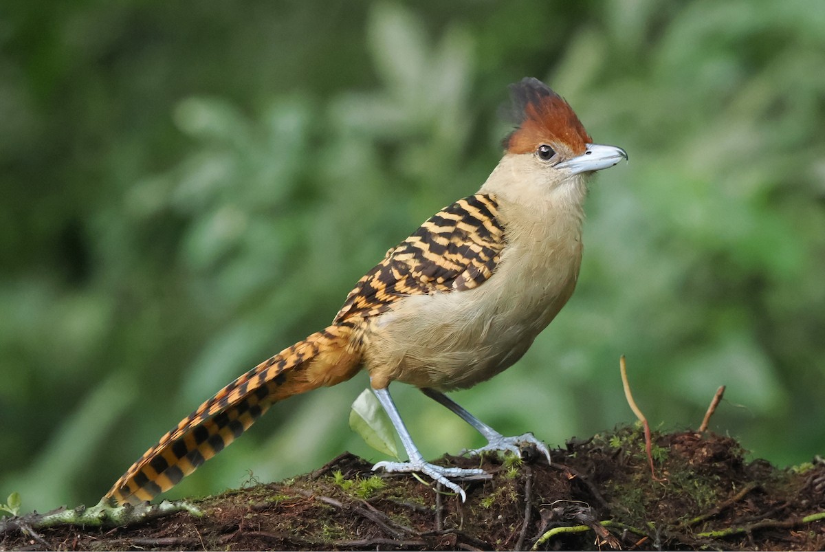 Giant Antshrike - ML626672845