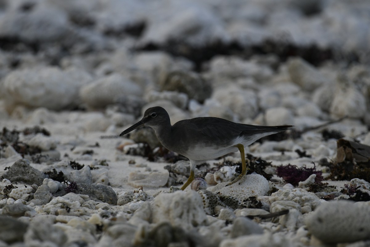 Wandering Tattler - ML626672855