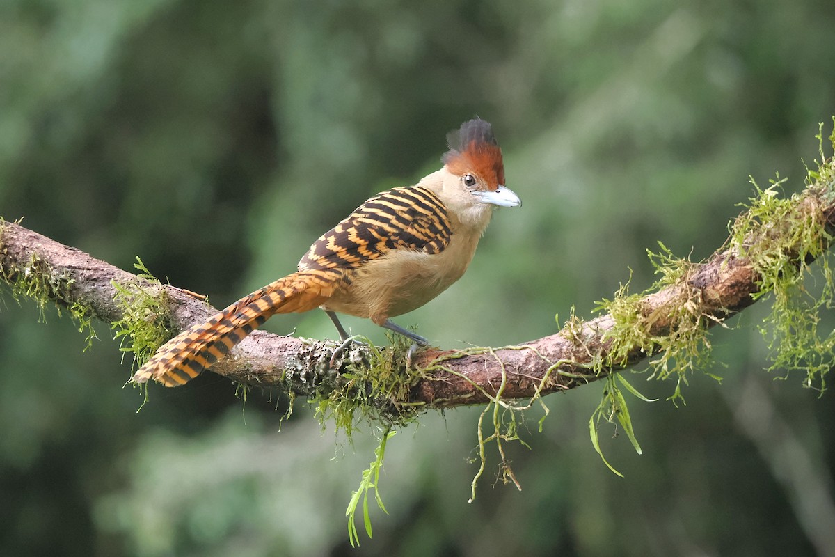 Giant Antshrike - ML626672866