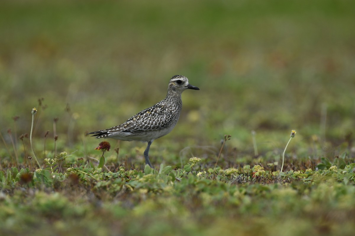 Pacific Golden-Plover - ML626672869