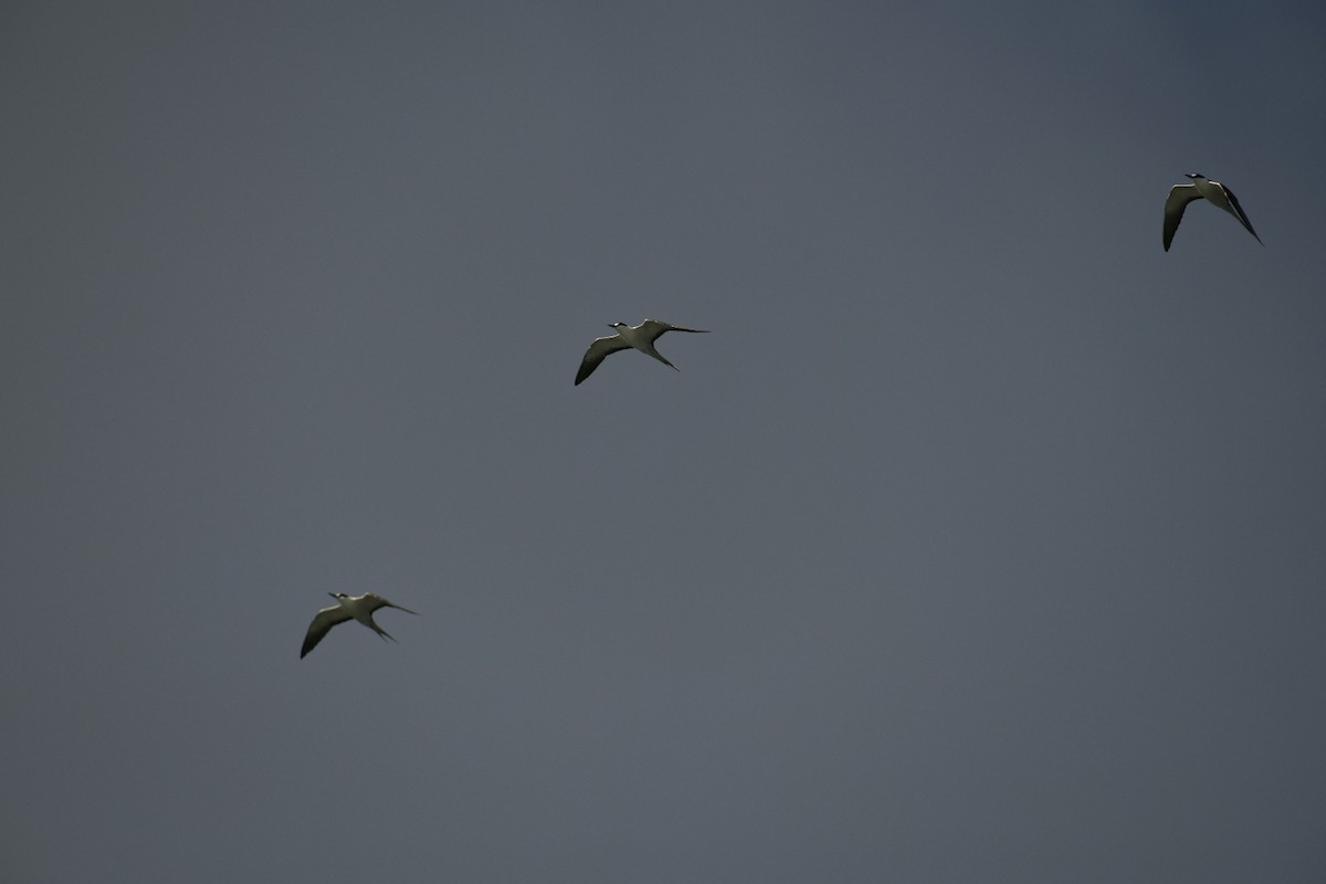 Sooty Tern - ML626672882