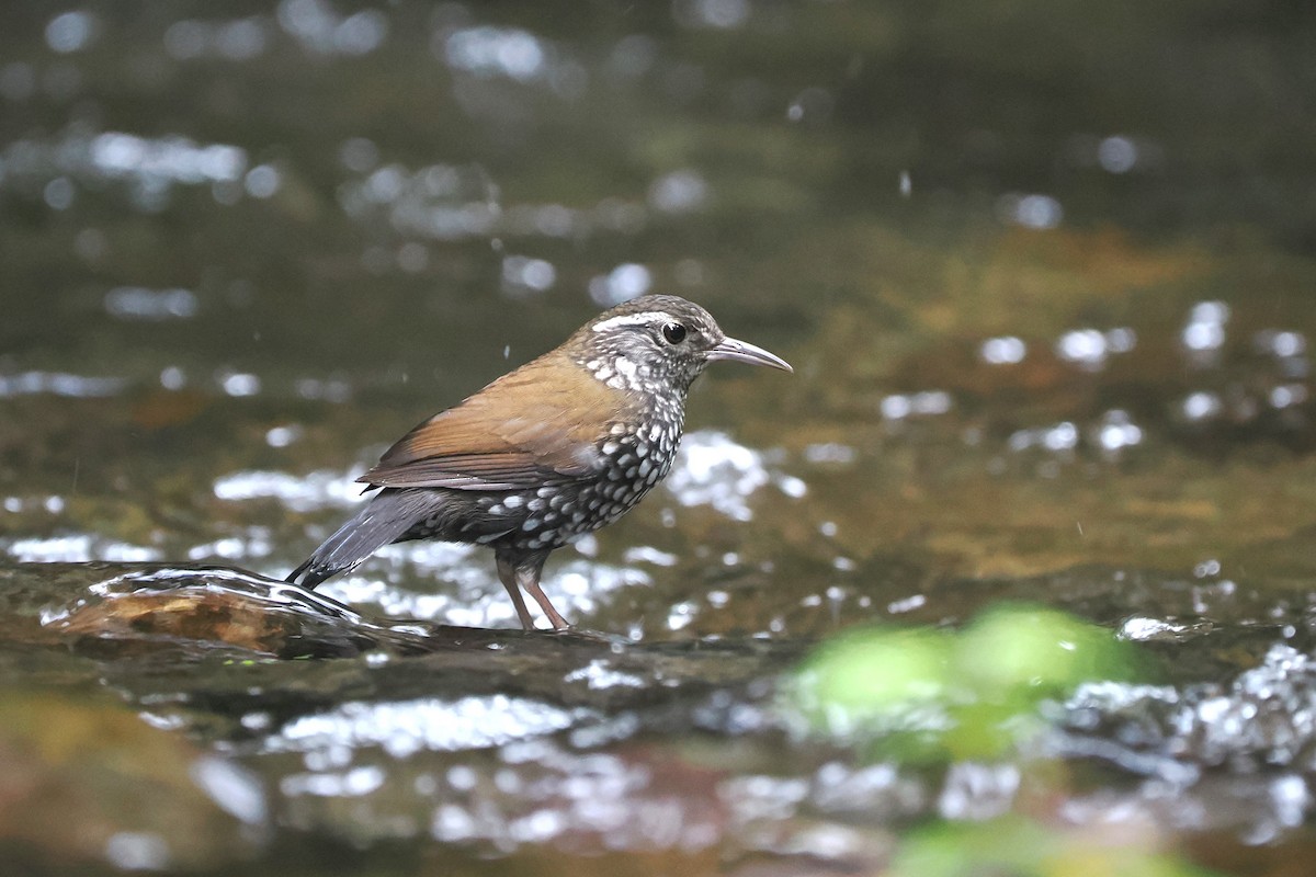 Sharp-tailed Streamcreeper - ML626672883